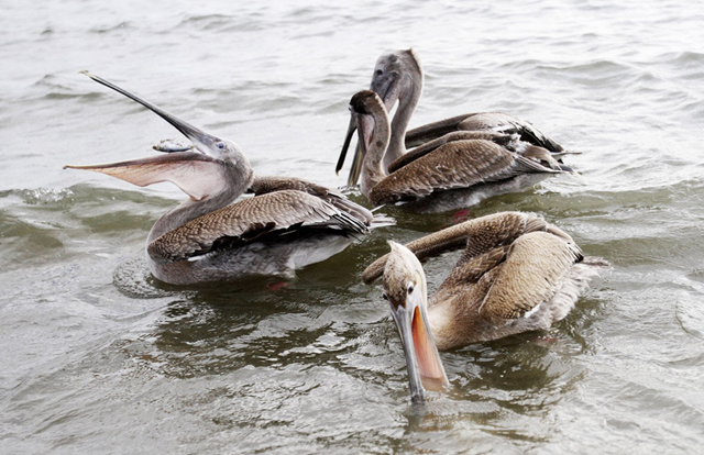 Four brown pelicans that were released into the wild catch fish just off Raccoon Island on Sept. 21, 2010. Matt Stamey, The Houma Courier, via The Associated Press
