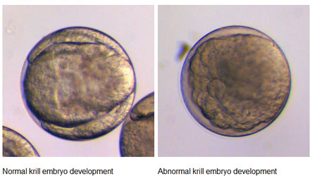 Ocean acidification is not uniform in the water column and affects krill embryos. Left: Normal krill embryo development. Right: Abnormal krill embryo development caused by acidic waters. Photo: So Kawaguchi, Australian Antarctic Division