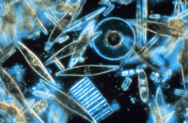 Marine diatoms are seen in this NOAA photograph. A paper published on 8 November 2010 says traces of the oil spill can be seen in the Gulf's plankton species. NOAA via Wikipedia Commons