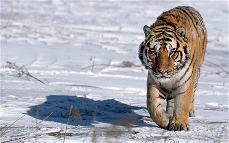 Wild tiger numbers have fallen to just 3,200. Photo: Alamy
