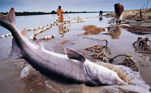 This legal fishing brigade working its assigned territory once pulled in nets sagging with fish. Now even this midsized beluga sturgeon is rare. HANS JERGEN BURKARD / SABA / Orion Magazine