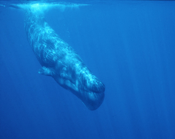 Dec. 6, 2010 - Sperm whales throughout the Pacific Ocean carry evidence within their bodies of exposure to multiple man-made pollutants, new research finds. The highest levels were found to be in whales off the Galapagos Islands. news.discovery.com