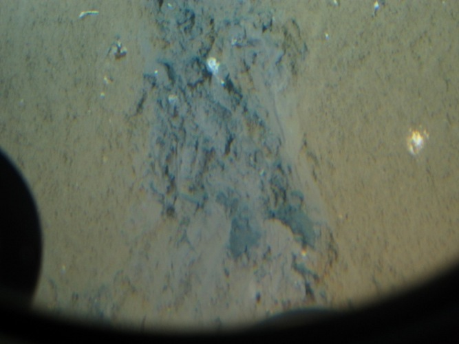 This photograph, taken through a window of the submarine Alvin, shows a brown layer of oil covering the gray mud of the sea floor near the site of BP's Macondo oil well in the Gulf of Mexico. Richard Harris / NPR