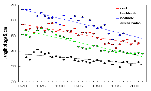Length of five years of age for Atlantic cod, haddock, pollock, and silver hake. Regression lines are shown (all significant at p < 0.01). 2010 Canadian Marine Ecosystem Status and Trends Report
