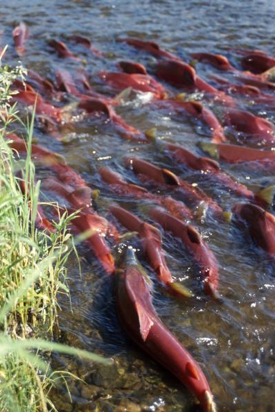 Sockeye salmon race up their native Alaskan stream to spawn. Being able to tell this population of salmon from others is the goal of an project to gather genetic information about Pacific salmon and compile it into an international database. Thomas Quinn