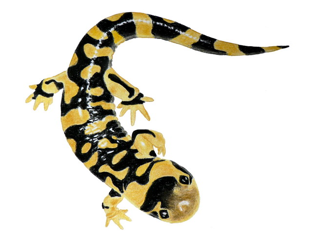 Tiger Salamander (Ambystoma tigrinum). wildanimalsonline.com