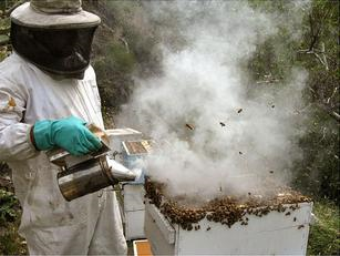 Follow the honey: Smoking bees makes them less mad when you move them, but leaked EPA documents might have the opposite effect. Photo: Kris Fricke