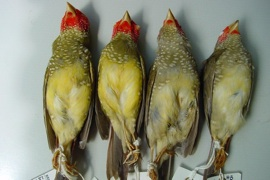 Southern star finch museum specimens, courtesy of Stephen Garnett