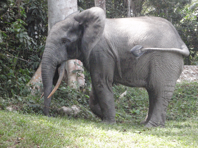 West African forest elephant. Photo by Fiona Maisels courtesy of WCS