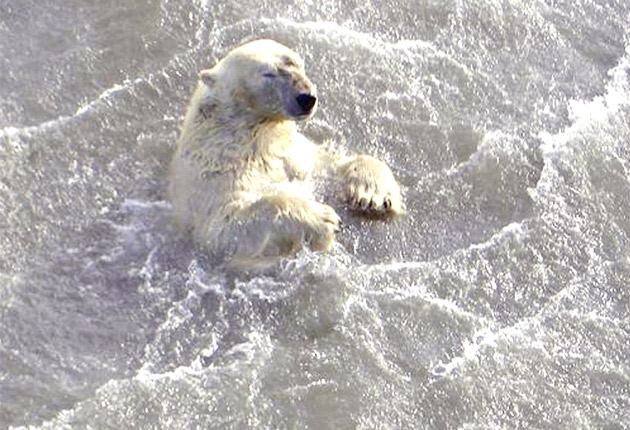In a remarkable feat of endurance, a polar bear has been tracked swimming for nine days continuously in a desperate bid to reach new ice floes. The polar bear's 426-mile journey around the Beaufort Sea is equivalent to twice the length of the river Thames. Reuters