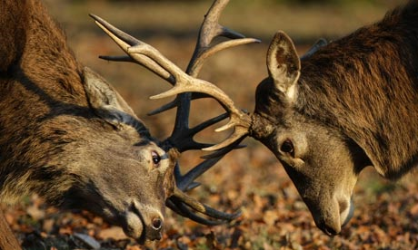 Red deer lock horns during the rutting season. Christopher Furlong / Getty Images Europe