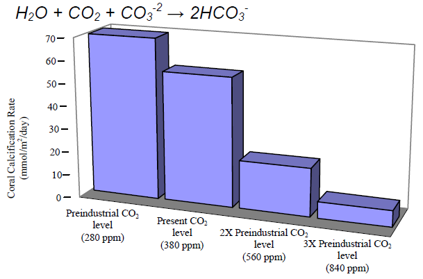 Potential impact of rising atmospheric CO2 on coral reef calcification rate at present CO2 level, 2X the preindustrial level, and 3X the preindustrial level. State of the Science Fact Sheet: Ocean Acidification, NOAA / pmel.noaa.gov