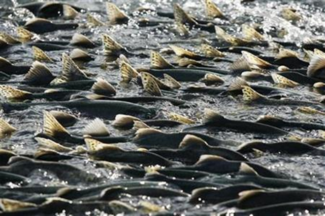Thousands of pink salmon can be seen swimming upstream to spawn in Valdez, Alaska on August 8, 2008. Reuters / Lucas Jackson