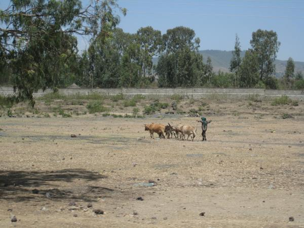 Herder. The increased frequency of drought observed in eastern Africa over the last 20 years is likely to continue as long as global temperatures continue to rise, according to new research. Credit: Michael Budde , U.S. Geological Survey