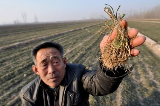 A Chinese farmer shows the dried vegetable seeds at his drought-striken fields in Zhouping, east China's Shandong province in January 2011. physorg.com