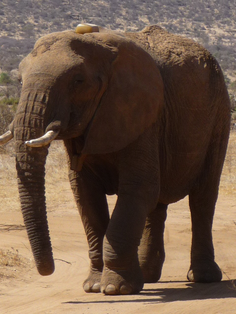 Kenya elephant Resilience. She died on 8 February 2011 of bullet wounds inflicted by poachers. Resilience had at least six calves. The oldest two, Honesty and Tolerance, had calves of their own, making Resilience a grandmother. Resilience lived to be about 40 years old. Save the Elephants