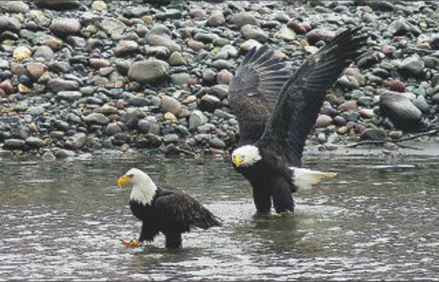 Bald eagles land in the Squamish River to feed on dead salmon, 24 February 2011. Lower numbers of salmon have restricted the birds' food supply. Photo: Ian Smith, Vancouver Sun, Postmedia News, File, Victoria Times Colonist; Postmedia News