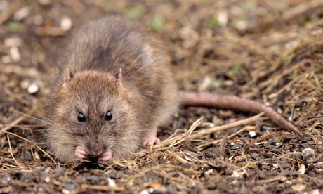 Brown rats reached South Georgia 200 years ago on sealing and whaling ships and wreaked devastation on the bird population. Photograph: Getty