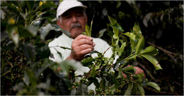 Coffee farmer Luis Garzón inspecting leaves for signs of a devastating fungus that could not survive the previously cool mountain weather. Global warming is damaging Colombia's Arabica coffee crops. Paul Smith for The New York Times