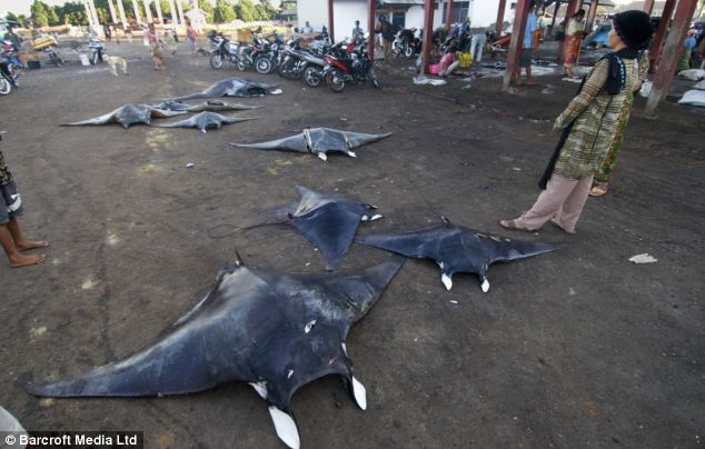 For sale: Captured mobula rays are lined up in the street of a remote fishing village in Indonesia ready to be sold. dailymail.co.uk