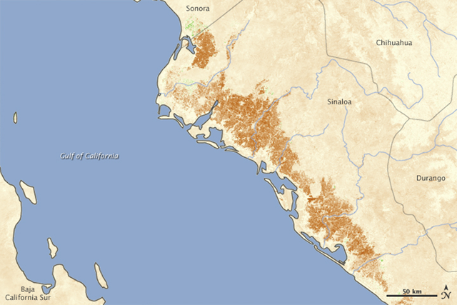 In February 2011, frigid winter weather crept south. Temperatures in Sinaloa dipped as low as -8 degrees Celsius (18 Fahrenheit) in a cold snap that lasted nearly a week. By the end of that week, frost had destroyed the corn crop. The damage appears in data acquired by the NASA&rsquo;s Terra satellite between February 18 and March 5, 2011. This image shows vegetation growth during that period compared with the average growth for the same time between 2000 and 2010. Jesse Allen / Inbal Reshef