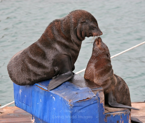 Cape Fur Seals, Cape Town harbour, 2005. Steve Taylor / livingworldimages.com