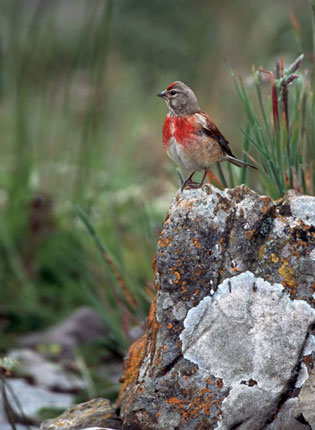 The area around Clee Hills is home to rare birds such as the linnet. Gareth Thomas / independent.co.uk