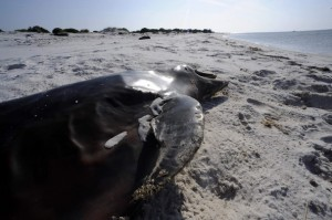 Dead dolphin on a beach in Alabama, 12 May 2010. abcnews.go.com