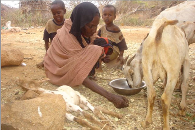 Prevalent drought in Mandera, in Kenya's northeast, has led to severe water shortage which has caused livestock deaths in early 2011. &copy; Melvin Chibole / ActionAid