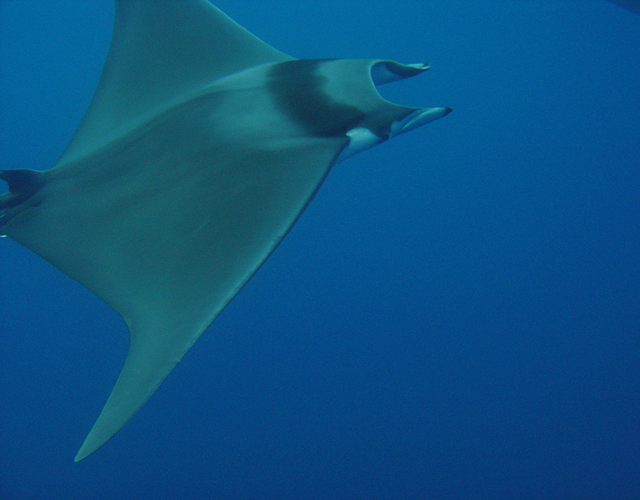 The Giant Devilray (Mobula mobular) is listed as Endangered. Maurizio Wurtz / artescienza s.a.s