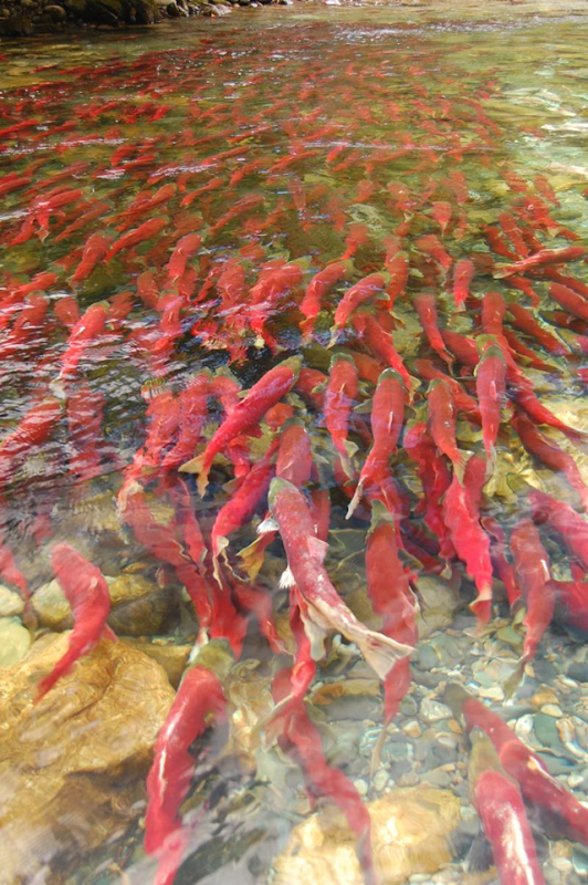 Fraser River sockeye salmon at the Scotch Creek spawning ground in Sept 2010. Credit: Photo by Matt Casselman