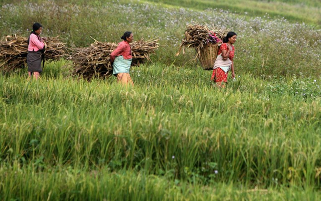 Nepalese women carry hay as they walk through a paddy field in 2009. AFP