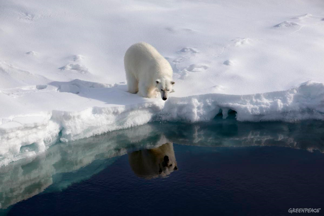A polar bear walks along the edge of Arctic sea ice. Greenpeace