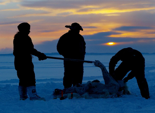 This is a Feb. 2, 2003 file photo of Inuit hunters, from left, Meeka Mike, Lew Philip and Joshua Kango, as they skin a polar bear on the ice as the sun sets during the traditional hunt on Frobisher Bay near Tonglait, Nunavut. Global mercury emissions could grow by 25 percent by 2020, if no action is taken to control them, posing a threat to polar bears, whales and seals and the Arctic communities who hunt them for food, an authoritative international study says. AP Photo / Canadian Press, Kevin Frayer, File