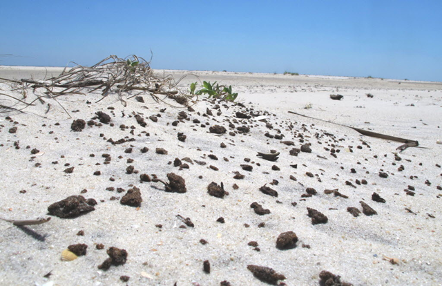 Tarballs are easy to find on the uninhabited portion of Dauphin Island. Though BP performed some cleanup operations on that section of the island during the winter, work was halted March 1 to protect nesting birds. The tar has collected at the edge of the sand dunes, clinging to seashells and driftwood. Press-Register / Ben Raines