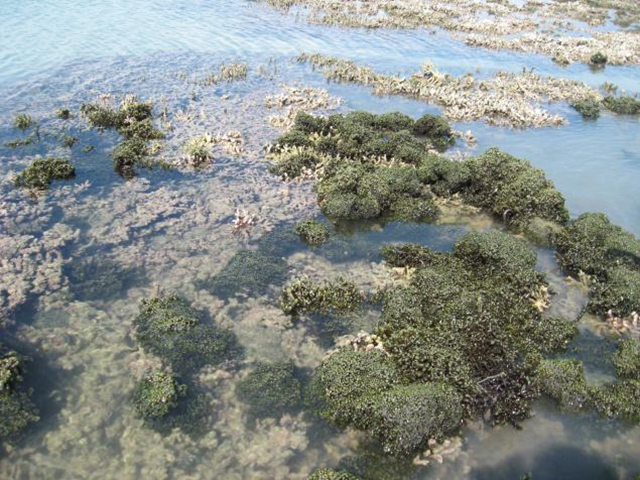 Invasion of exotic seaweed seen in Krusadai Island, March 2011. Invasive seaweed poses threat to coral colonies in Gulf of Mannar. The Hindu