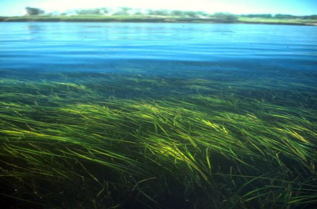 A meadow of eelgrass. Image courtesy of Virginia Institute of Marine Science