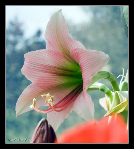 Amaryllis Misty AmarillisMisty10%2003%2022_0077RM