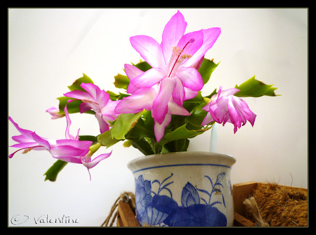Cactus de Noël rose néon ( Schlumbergera truncata ) CactusNoelRoseNeon10%2003%2030_9RM