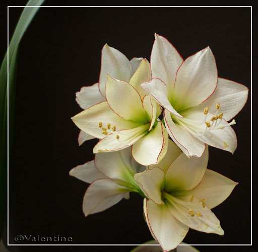 Amaryllis Picotee AmaryllisPicotee10%2004%2017_3RM