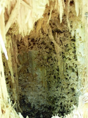 [P1010306 parc national de kouchibougac nid d'abeilles[3].jpg]