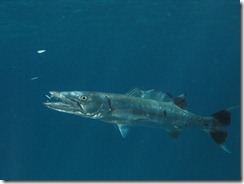 Chevron Barracuda Chevron Barracuda