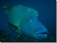 Humphead Maori Wrasse Humphead Maori Wrasse