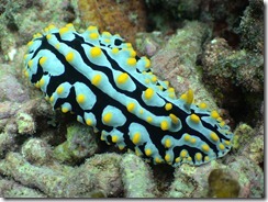 Nudibrach 3 Nudibrach 3