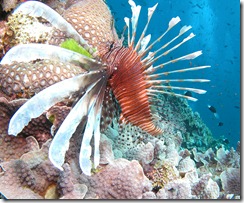 Red Lionfish Red Lionfish