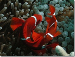Spinecheek Anemone Fish Spinecheek Anemone Fish