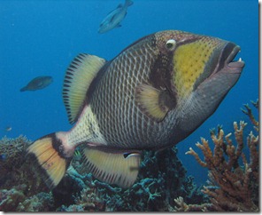 Titan Triggerfish Titan Triggerfish