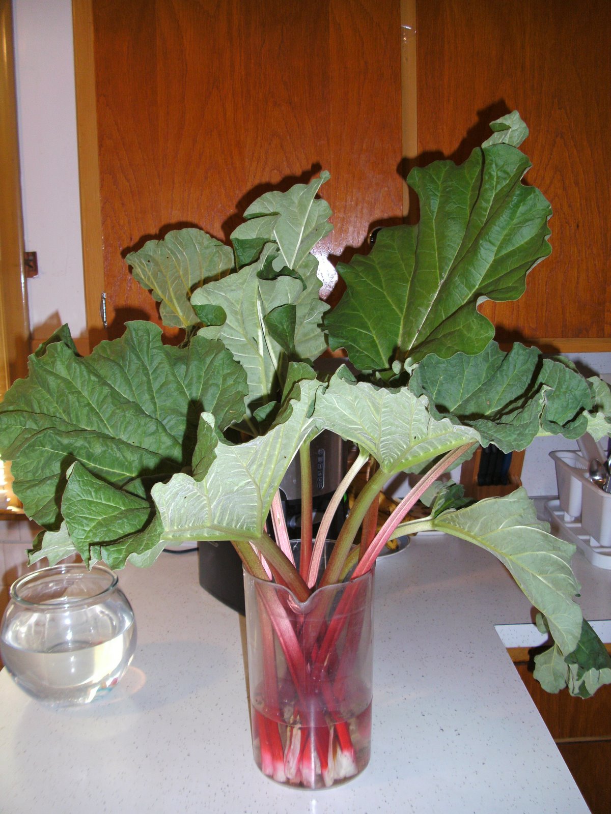 [rhubarb1.JPG]