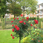 Rosen September 2009
