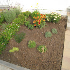 Vorgarten 2009